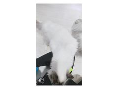 -喵的天空名猫咖啡馆·撸猫·猫舍·用品