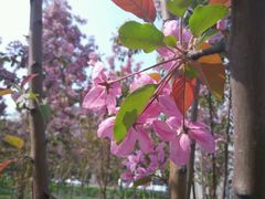 android_upload_pic-辽宁大学(崇山校区)