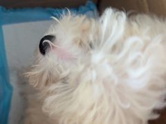 -瑞派福兴宠物医院犬猫全科·骨科·中西医结合(河东店)