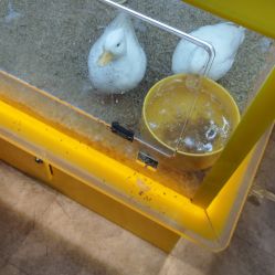 -神奇动物撸宠馆·羊驼·小浣熊·异宠(豫园店)