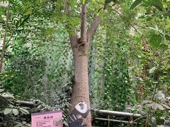 -呀路古热带植物园