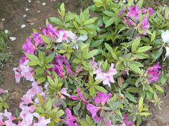 -铁山坪森林公园