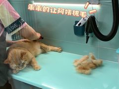 -猫宠乐园·专业洗护