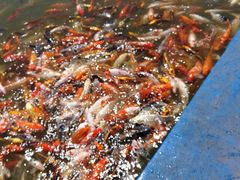-北戴河圣蓝海洋公园