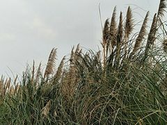 -白鹭湾湿地公园