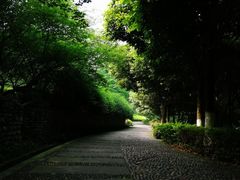 -铁山坪森林公园