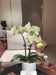 -上海华美医疗美容医院