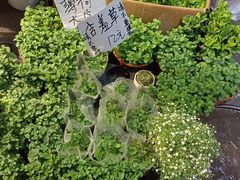 -循礼门鲜花花市(武汉循礼门店)