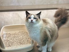 -翊宠yipet猫狗购宠庄园犬舍•猫舍