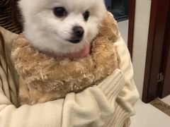 -艾贝尔宠物医院·24H转诊中心·肿瘤猫专科(江宁双龙店)