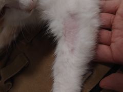 -瑞派康怡24h宠物医院·犬猫医疗中心·微创绝育(瑞景分院)