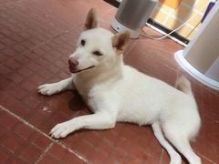 -柴犬高等学院·狗咖·柴犬售卖·宠物训练