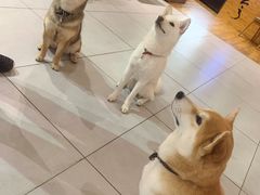 -柴务处·柴犬主题狗咖