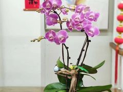 -弗劳尔花艺坊(龙涛店)