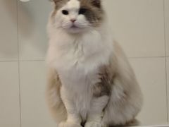 -1013 PET SHOP 宠物商店(近铁城市广场店)