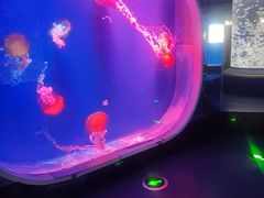 -芜湖新华联大白鲸海洋公园