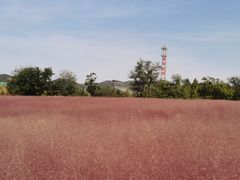 -羊亭河湿地公园