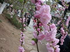 -桃花堤公园