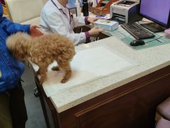 -宠爱国际动物医院·消化内科·心肾内科·ISFM猫友好(望京店)