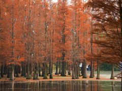 -白鹭湾湿地公园