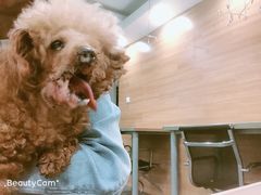 -爱侣宠医·鹦鹉专科·小型哺乳类·异宠专科(灵石路店)