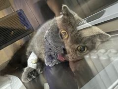 -北京观赏动物医院·24小时大型综合·猫专科·异宠专科