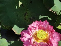 -广州莲花山旅游区
