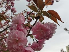 -高东镇樱花园