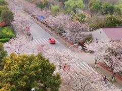-高东镇樱花园
