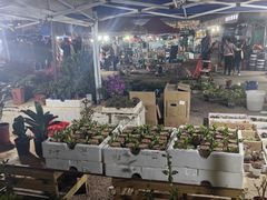 -中环花鸟鱼虫市场