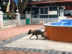 -良成狗狗乐园