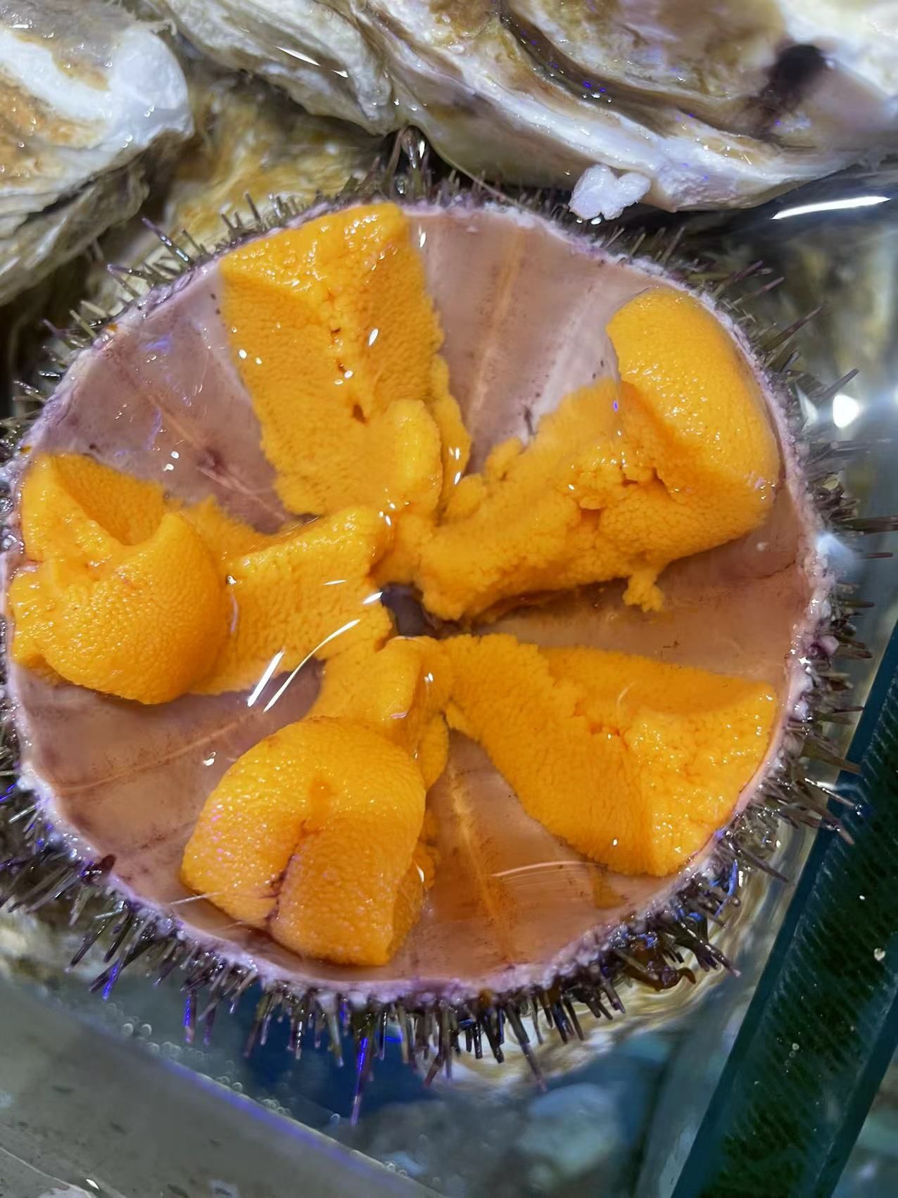 来大连品尝小平岛海胆