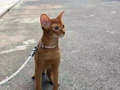 -猫十亿·布偶金渐层·曼基康矮脚猫舍(青年路店)