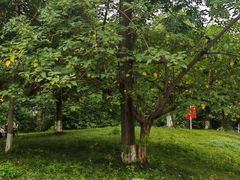 -两河城市森林公园