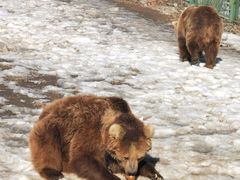 -新疆天山野生动物园