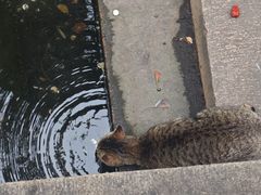 -西园寺素食(西园弄戒幢律寺店)