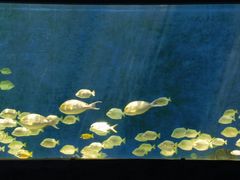 -合肥海洋世界