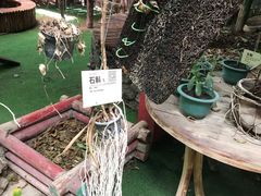 -呀路古热带植物园