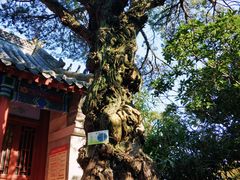 -崂山仰口游览区