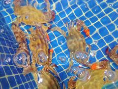 -老大连·海肠捞饭·大连海鲜大连菜(西安路店)