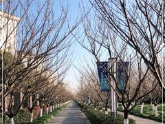 -高东镇樱花园