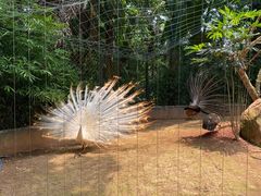 -海南热带野生动植物园