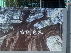 -黄帝陵