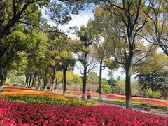 -上海鲜花港