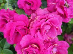 -羊亭河湿地公园