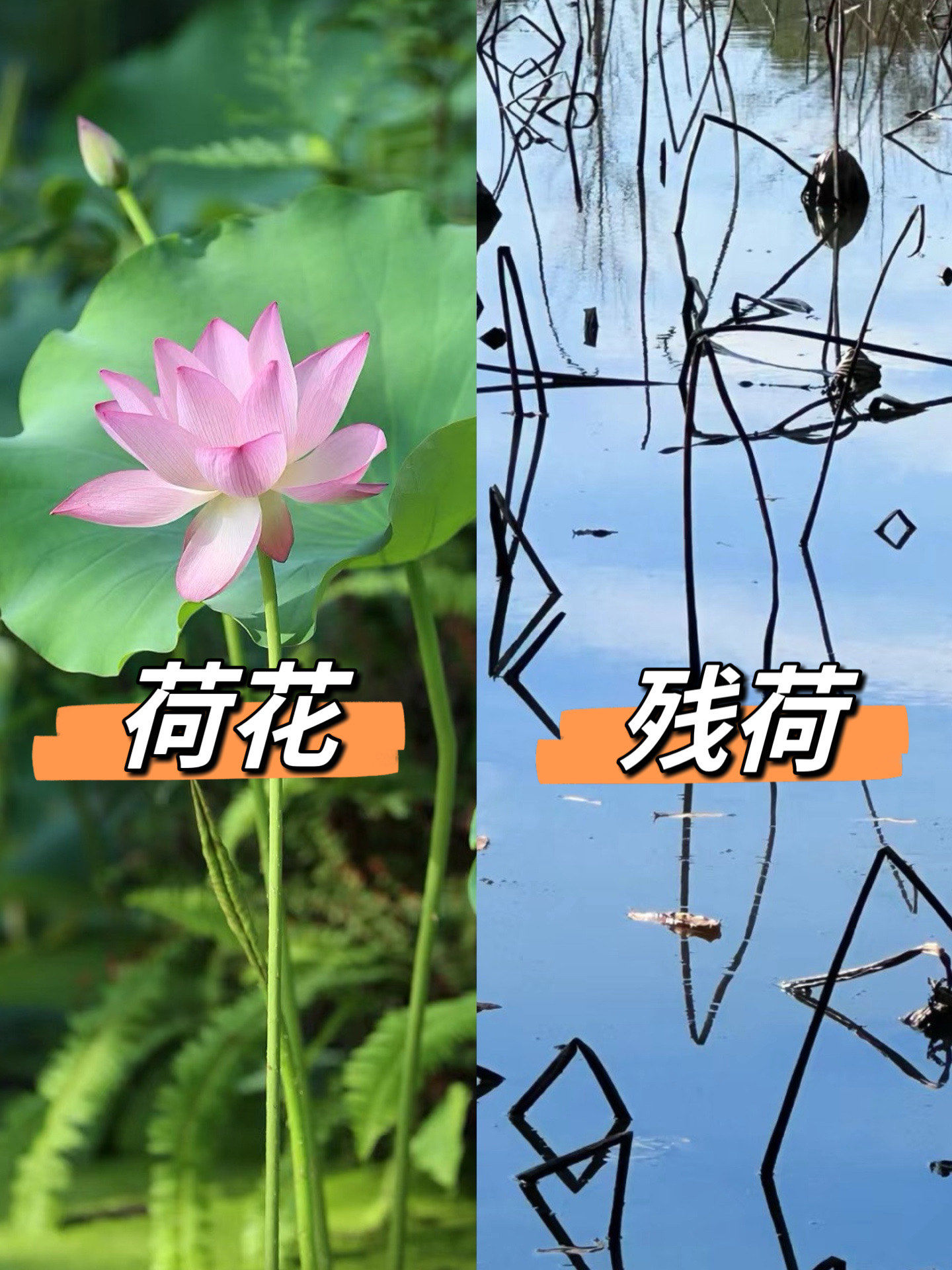 荷花那么仙,凋谢以后怎么变成这样啊?