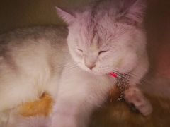 -藏猫猫咖啡主题馆(中央大道店)