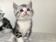-lincat·猫舍(广州店)
