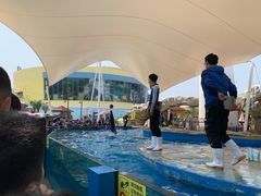 -芜湖新华联大白鲸海洋公园