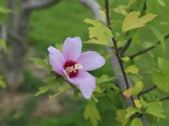 木槿-滨湖塘西河公园